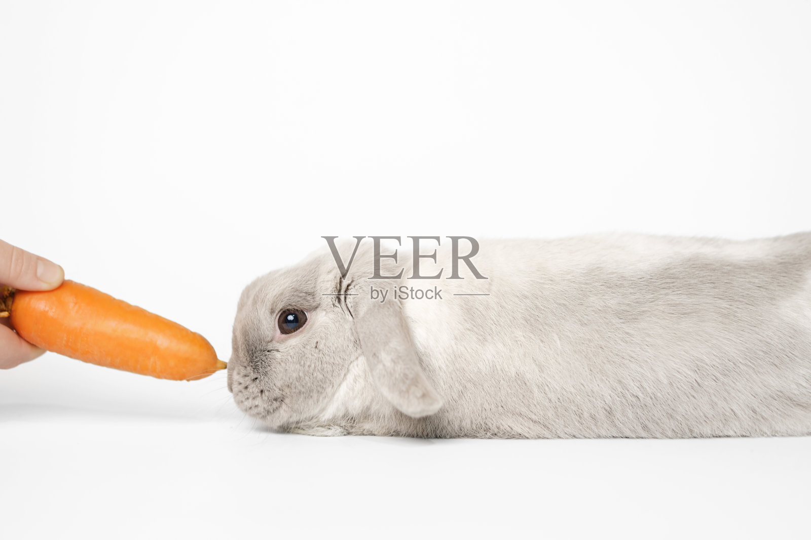 兔子被提供吃胡萝卜。在白色的背景上。白色背景上有胡萝卜的兔子。照片摄影图片
