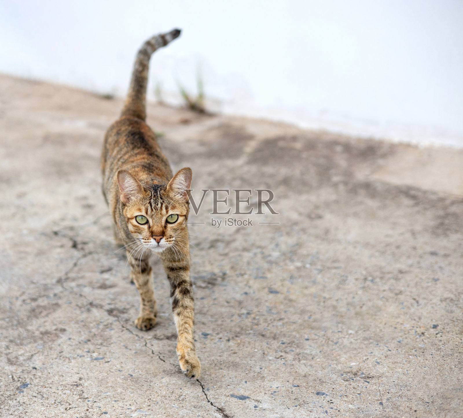 特写一只泰国虎斑猫在白墙附近的水泥地面上走着，盯着它看。照片摄影图片