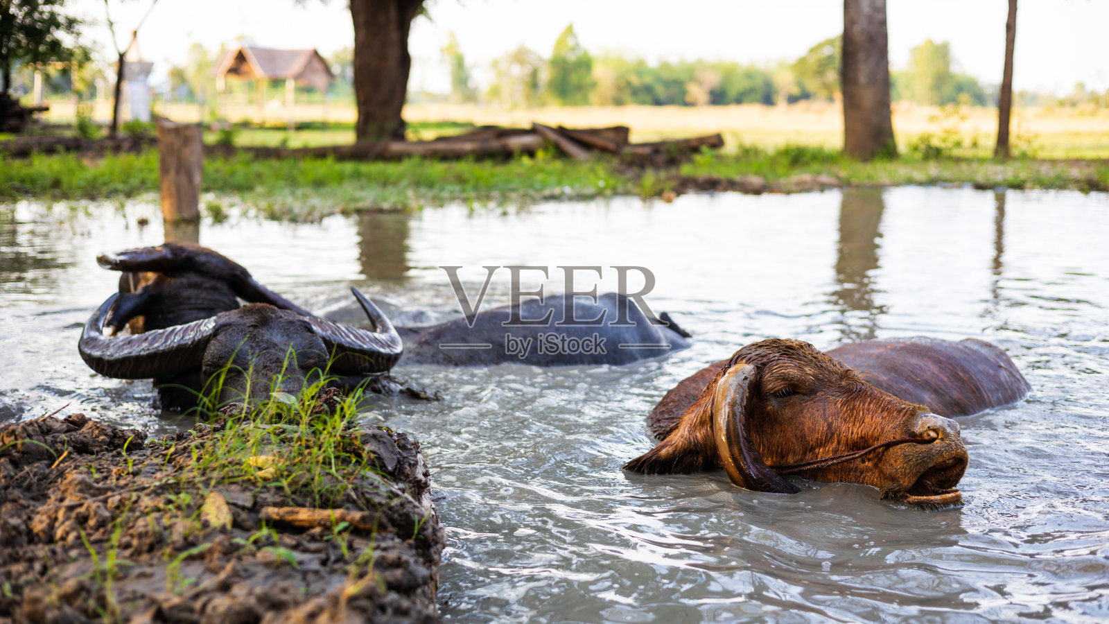 一群泰国水牛在池塘里玩耍和洗澡，这是一个受欢迎的牲畜农场。照片摄影图片