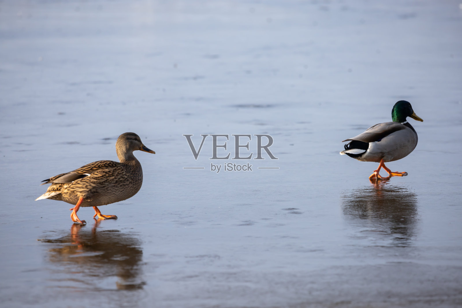 冰上鸭子照片摄影图片