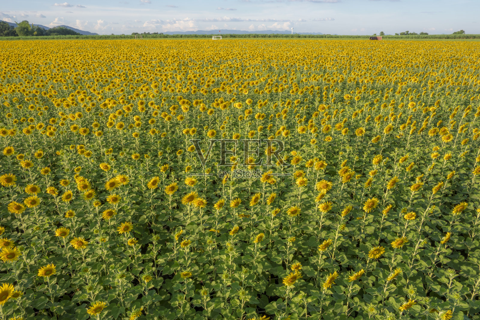 向日葵照片摄影图片