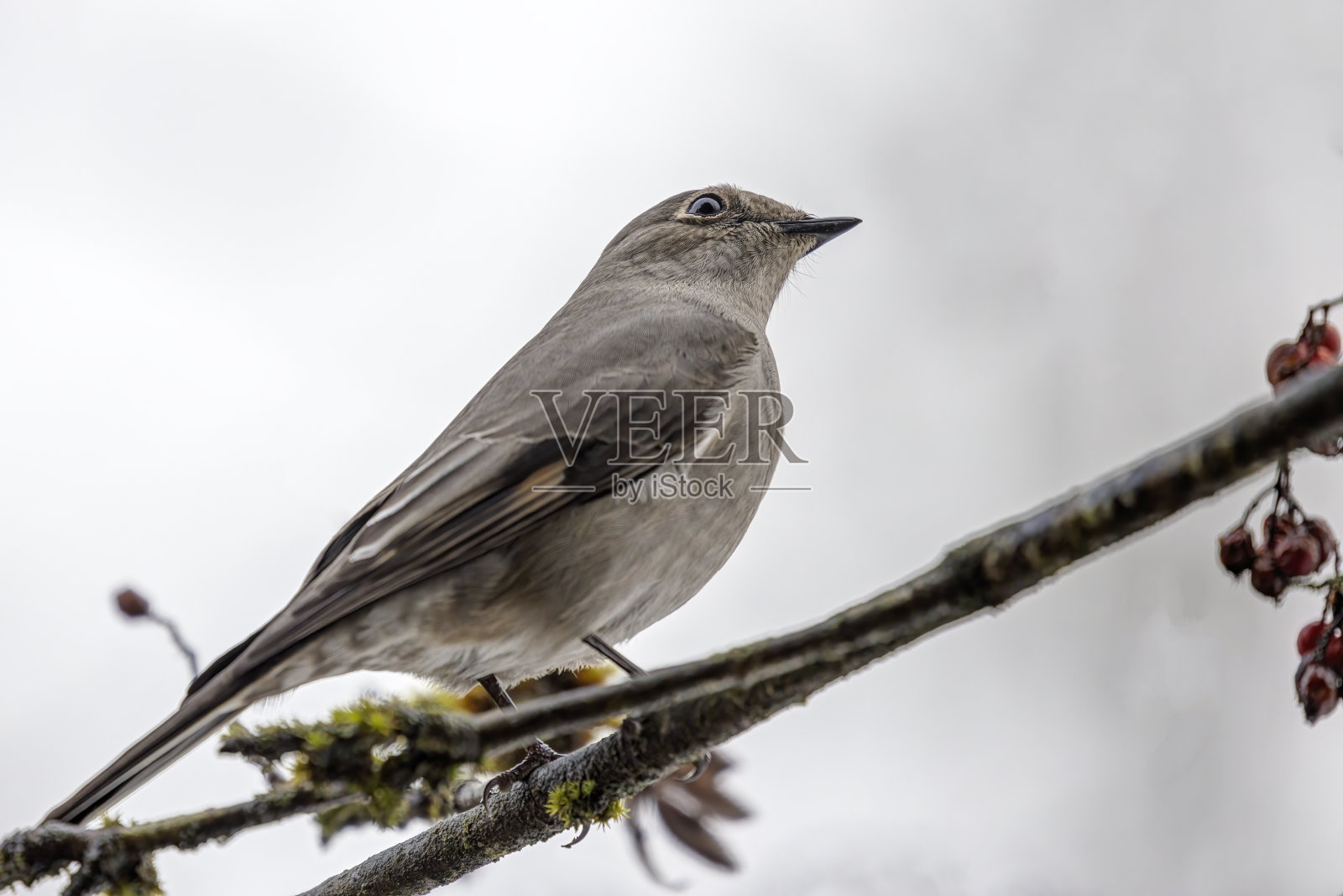 栖息在栒子树枝上的灰蓝宝石鸟照片摄影图片
