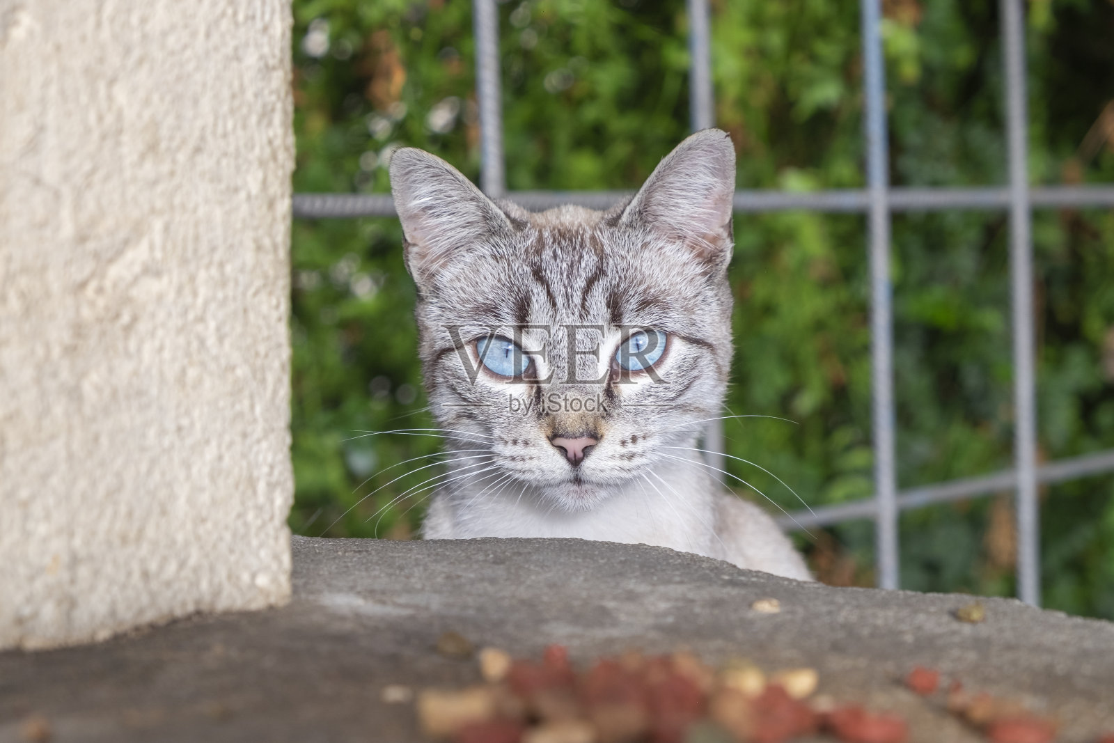 在克罗地亚达尔马提亚的杜布罗夫尼克市中心，饥饿的五颜六色无家可归的流浪猫坐在人行道上吃着志愿者给的猫粮。在阳光明媚的日子里被绿色植物包围照片摄影图片