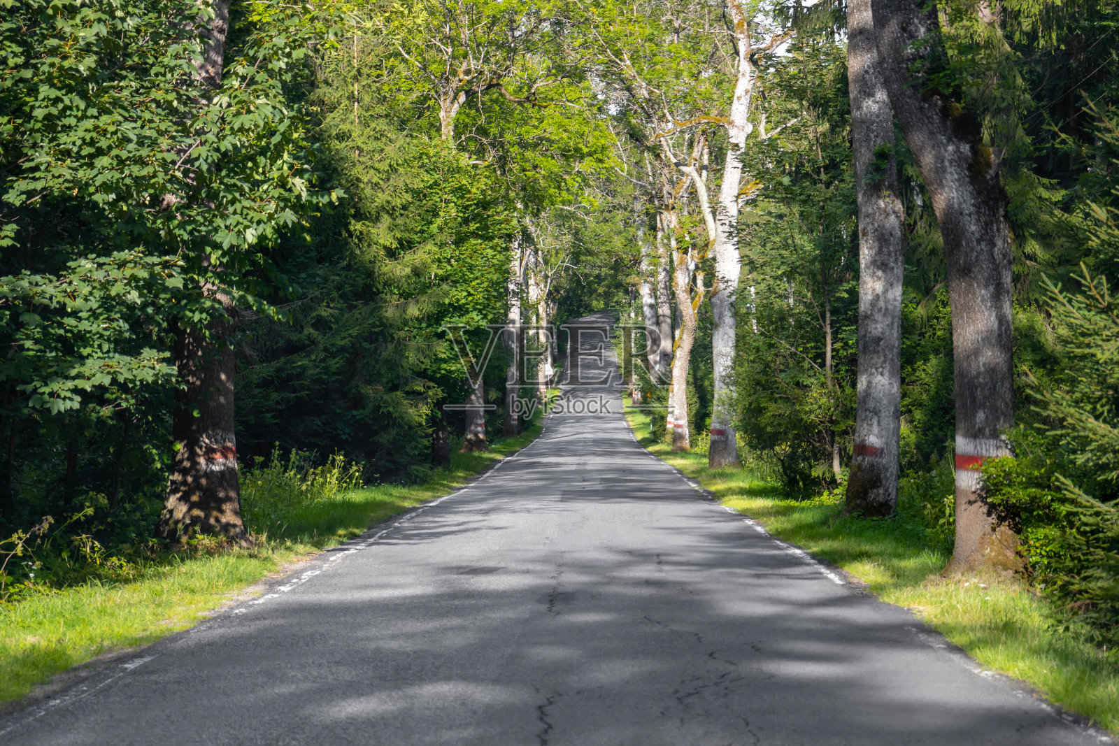 林道穿过茂密的绿色森林照片摄影图片
