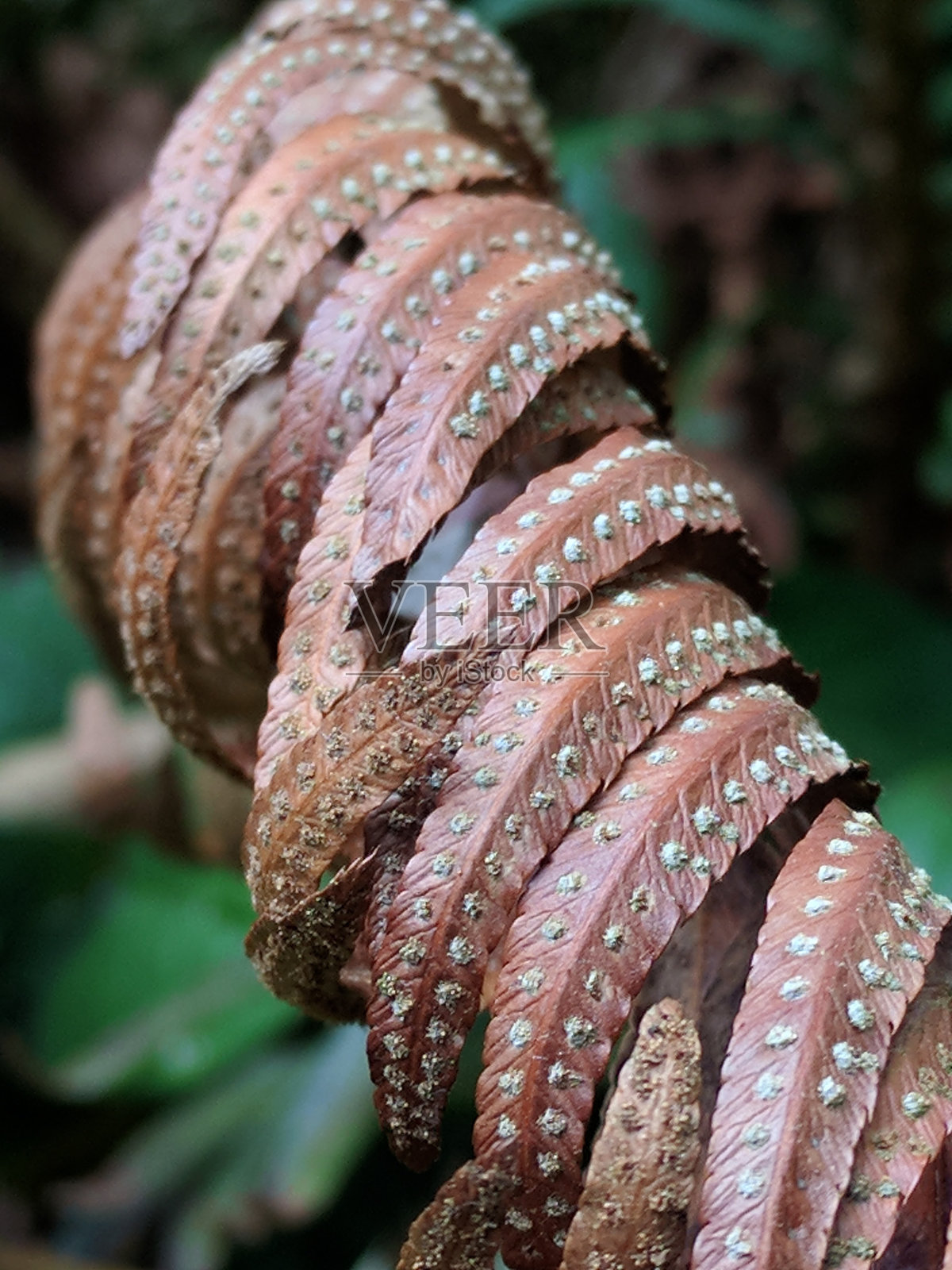 棕色的落叶照片摄影图片