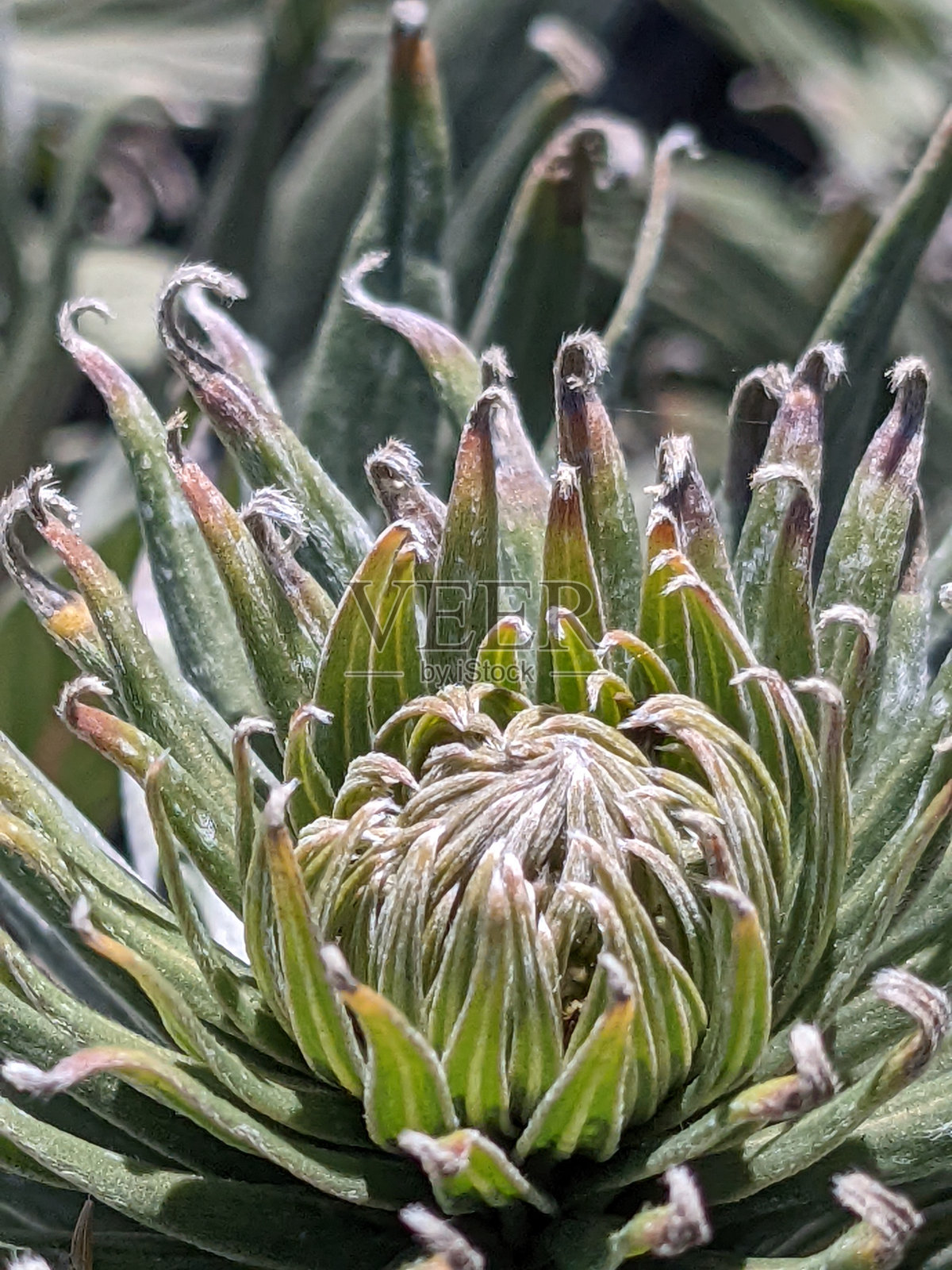 仙人掌和多肉植物照片摄影图片