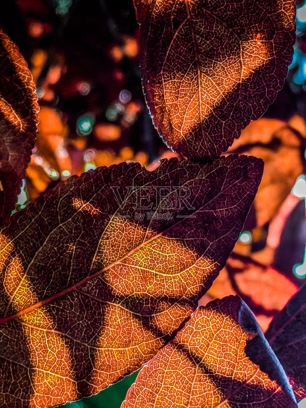 红叶照片摄影图片