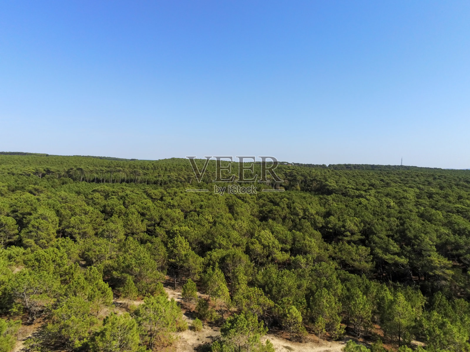 针林，雪貂角的鸟瞰图照片摄影图片