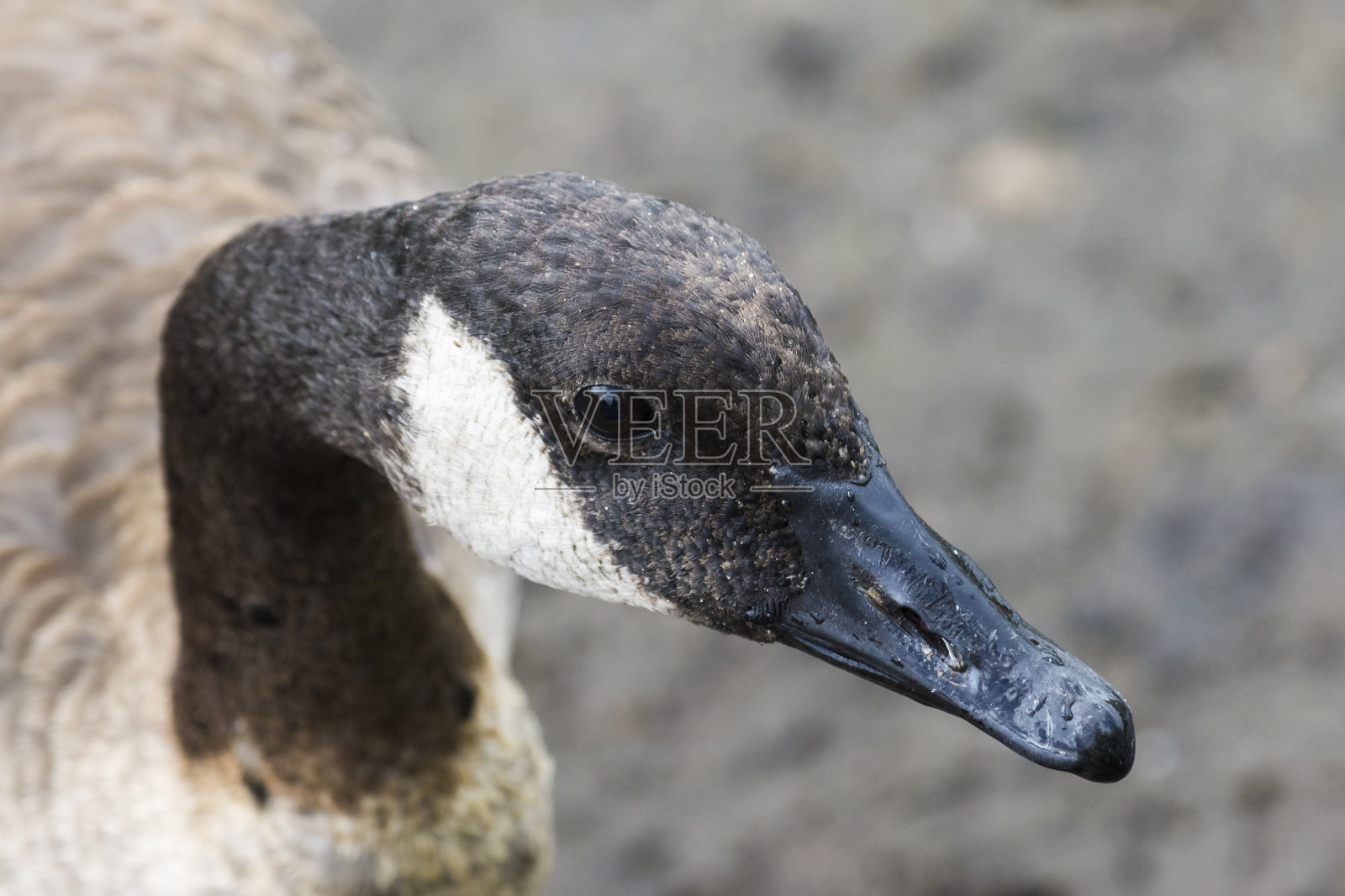加拿大鹅头照片摄影图片