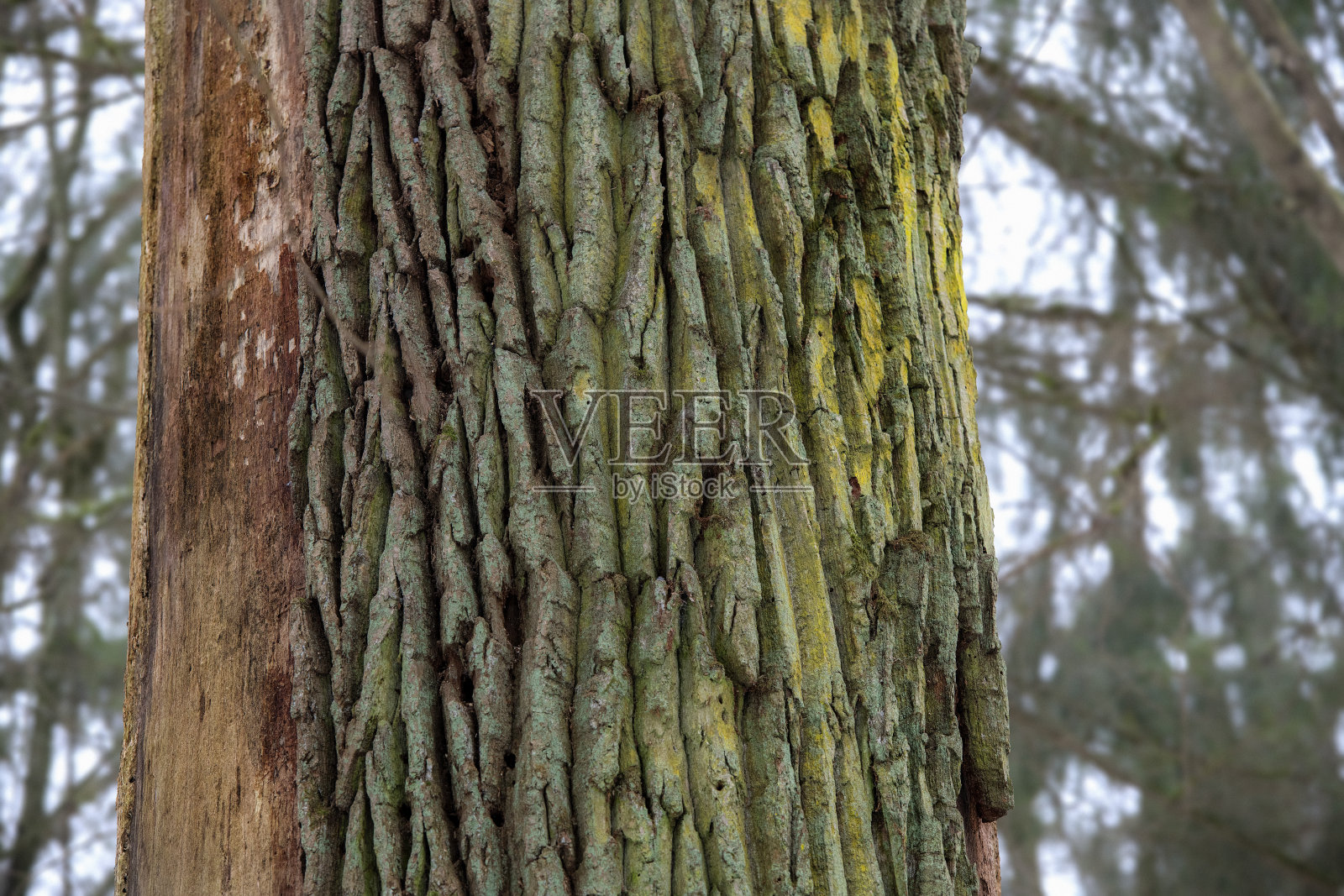 死榆树(榆树)在生物圈Resevat Bialowieza在波兰，欧洲，东欧原始森林照片摄影图片