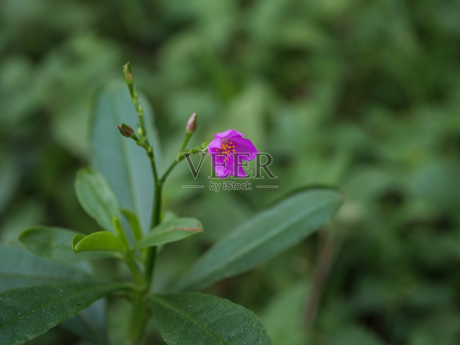 绿叶背景照片摄影图片