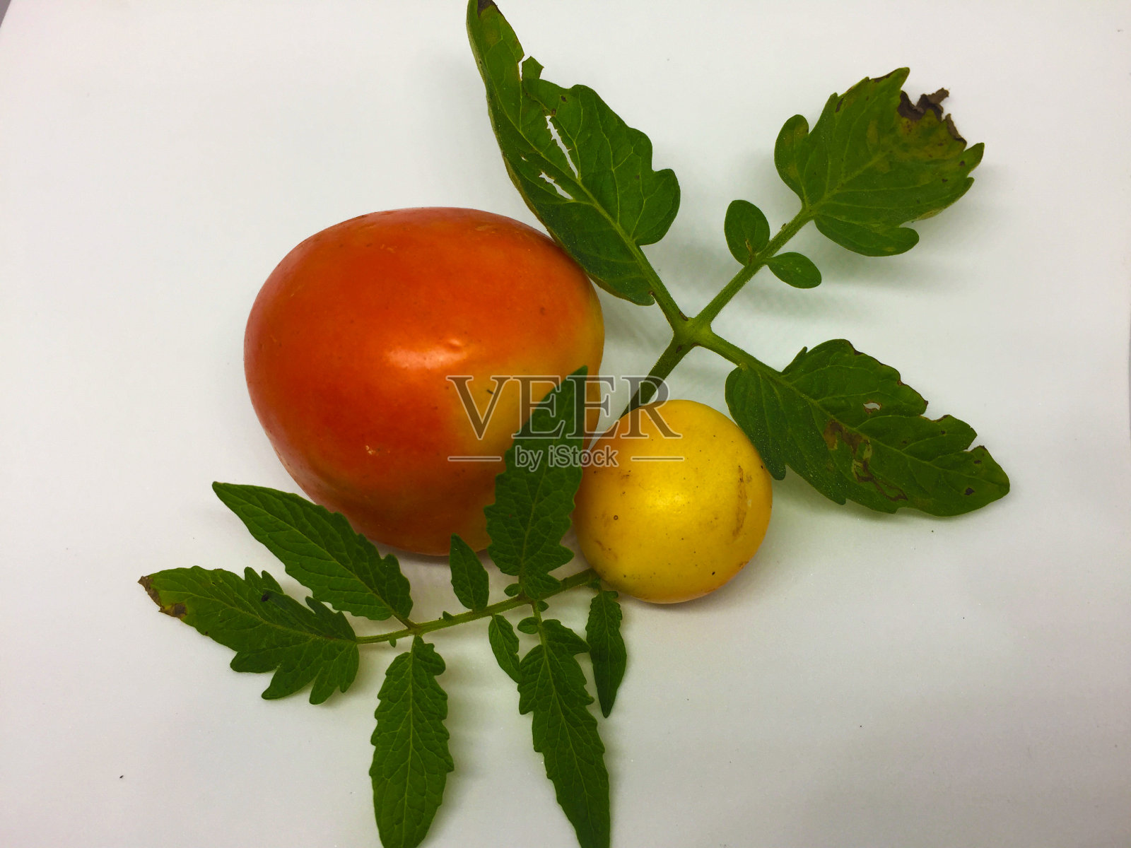 西红柿是红色和黄色的照片摄影图片