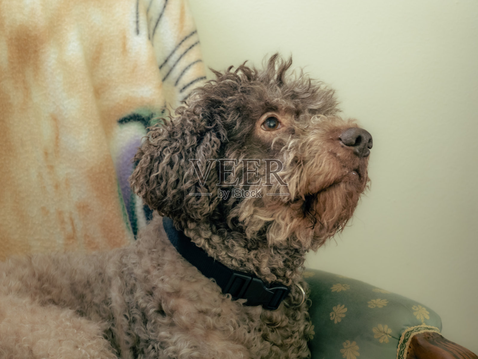 意大利松露寻找者狗在家里的肖像照片摄影图片