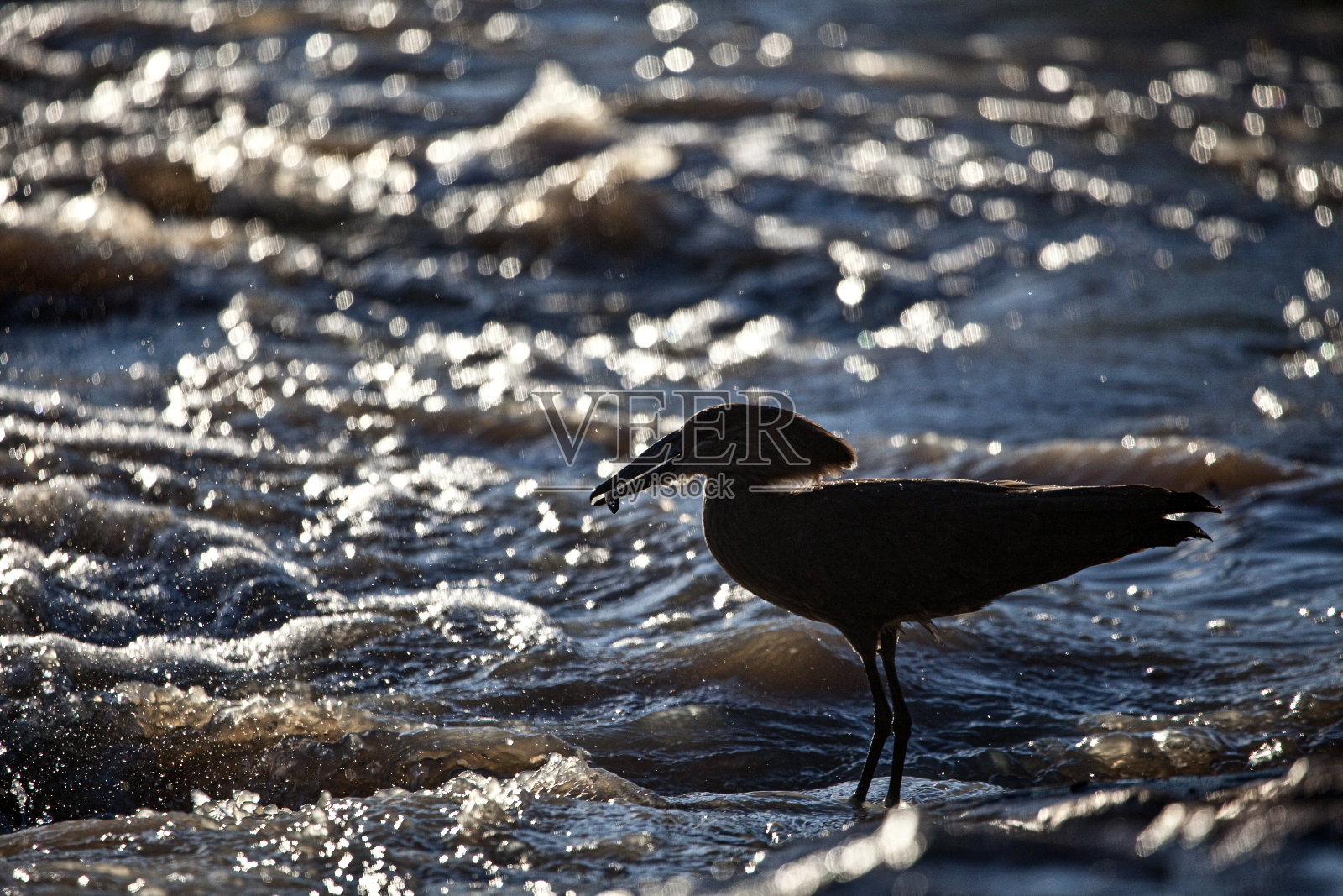 VREDEFORT DOME动物群:瓦尔河的哈默科普鸟照片摄影图片