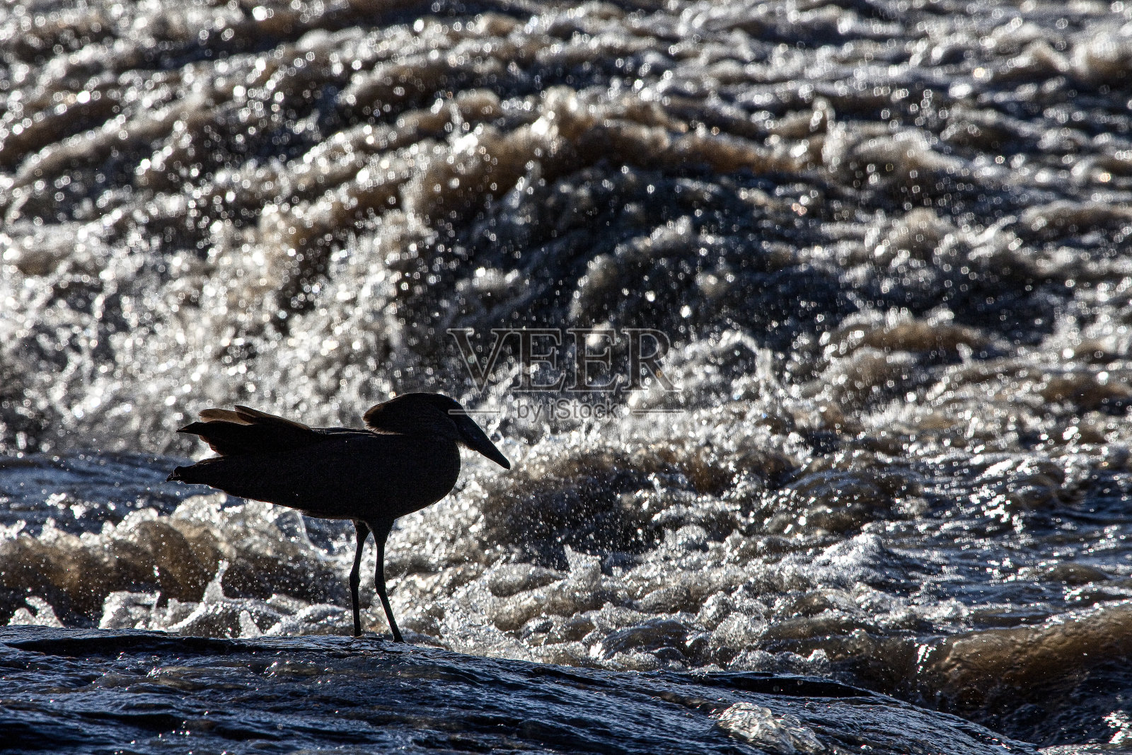 VREDEFORT DOME动物群:瓦尔河的哈默科普鸟照片摄影图片