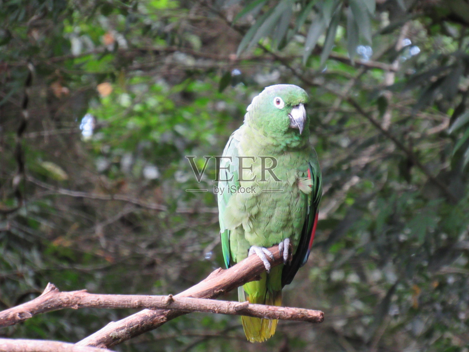 鹦鹉巴西照片摄影图片
