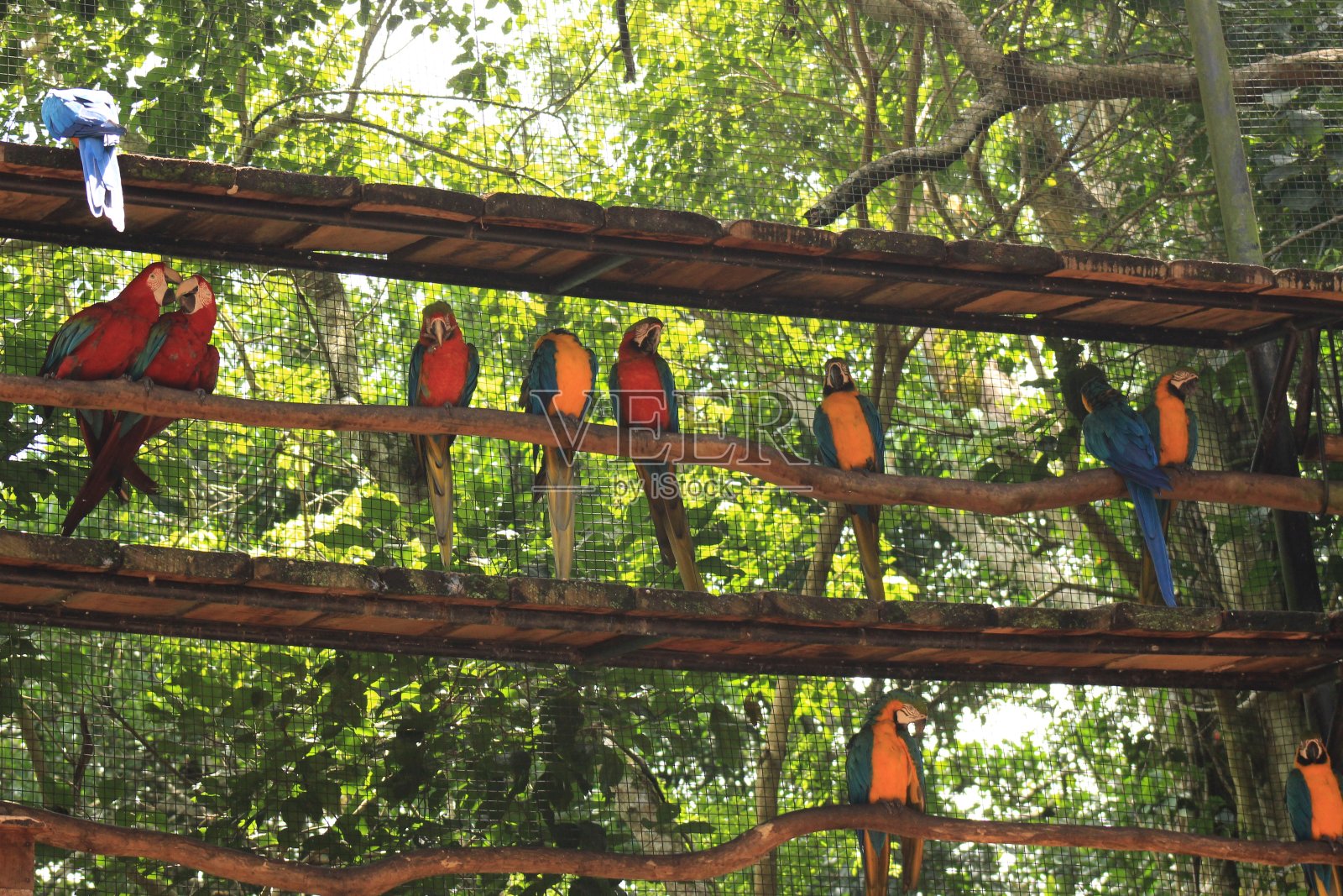 巴西的几种金刚鹦鹉。照片摄影图片