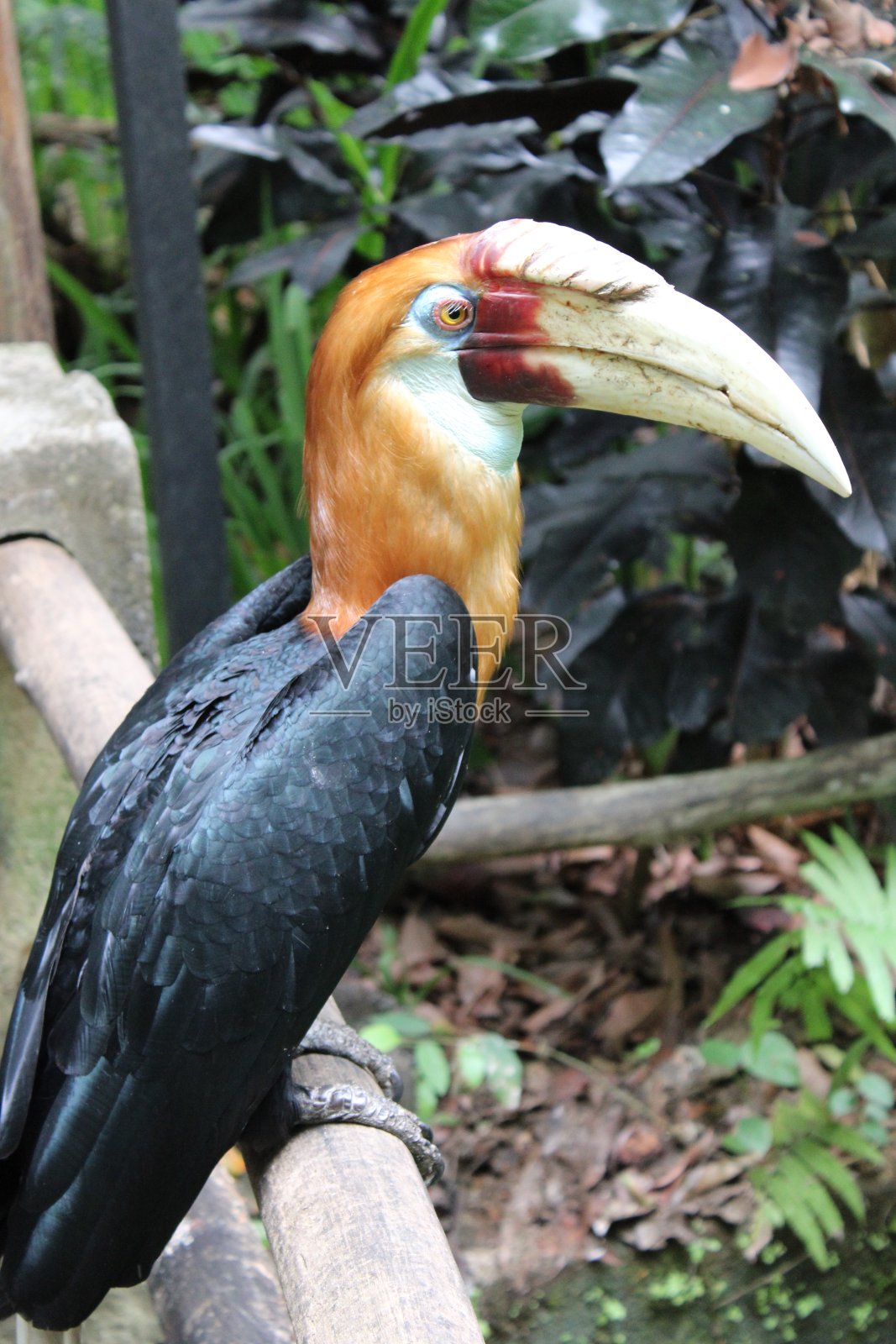 布莱斯犀鸟(Rhyticeros plicatus)的特写，也被称为巴布亚犀鸟在一个森林照片摄影图片