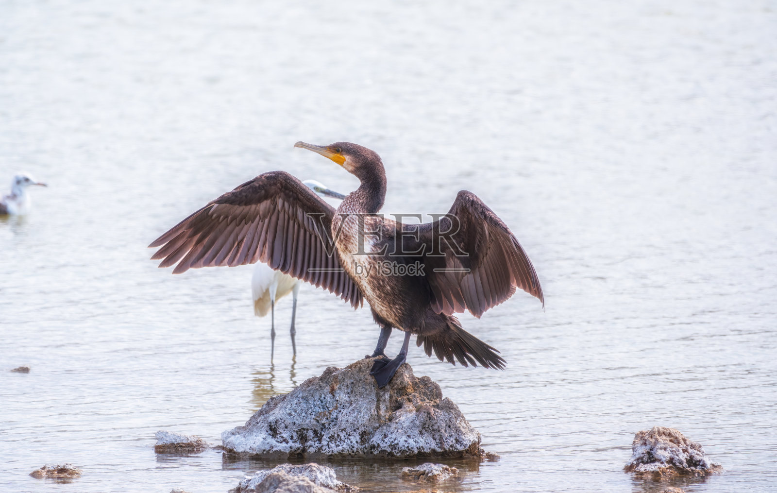 大鸬鹚，Phalacrocorax carbo，坐在石头上，用风吹干翅膀。照片摄影图片