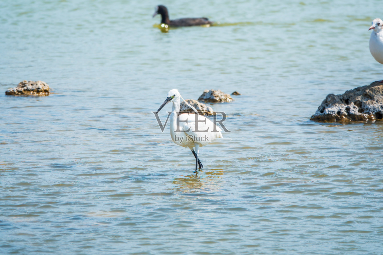 小白鹭或小白鹭站在湖里照片摄影图片