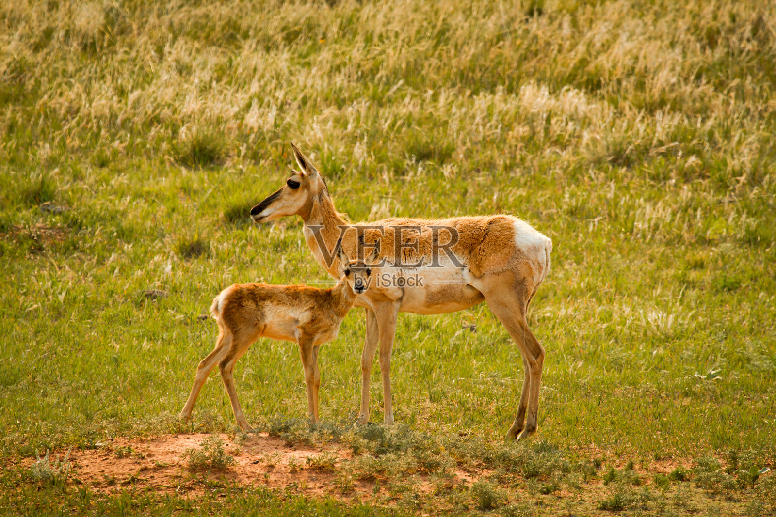 草原土拨鼠小镇里的叉角羚妈妈和宝宝照片摄影图片