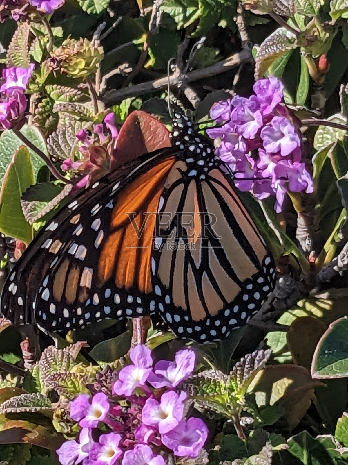 昆虫在工作照片摄影图片