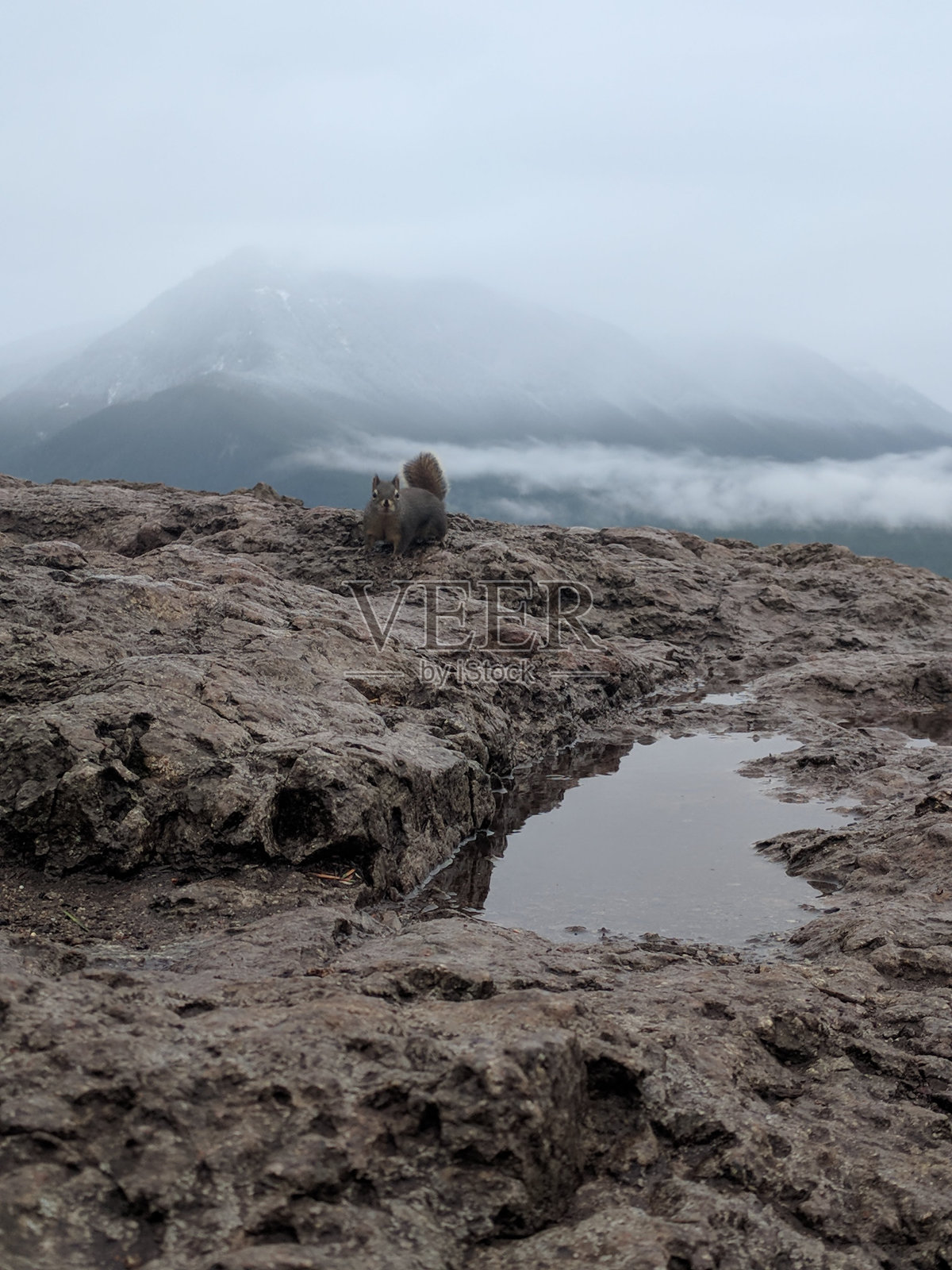 松鼠栖息照片摄影图片