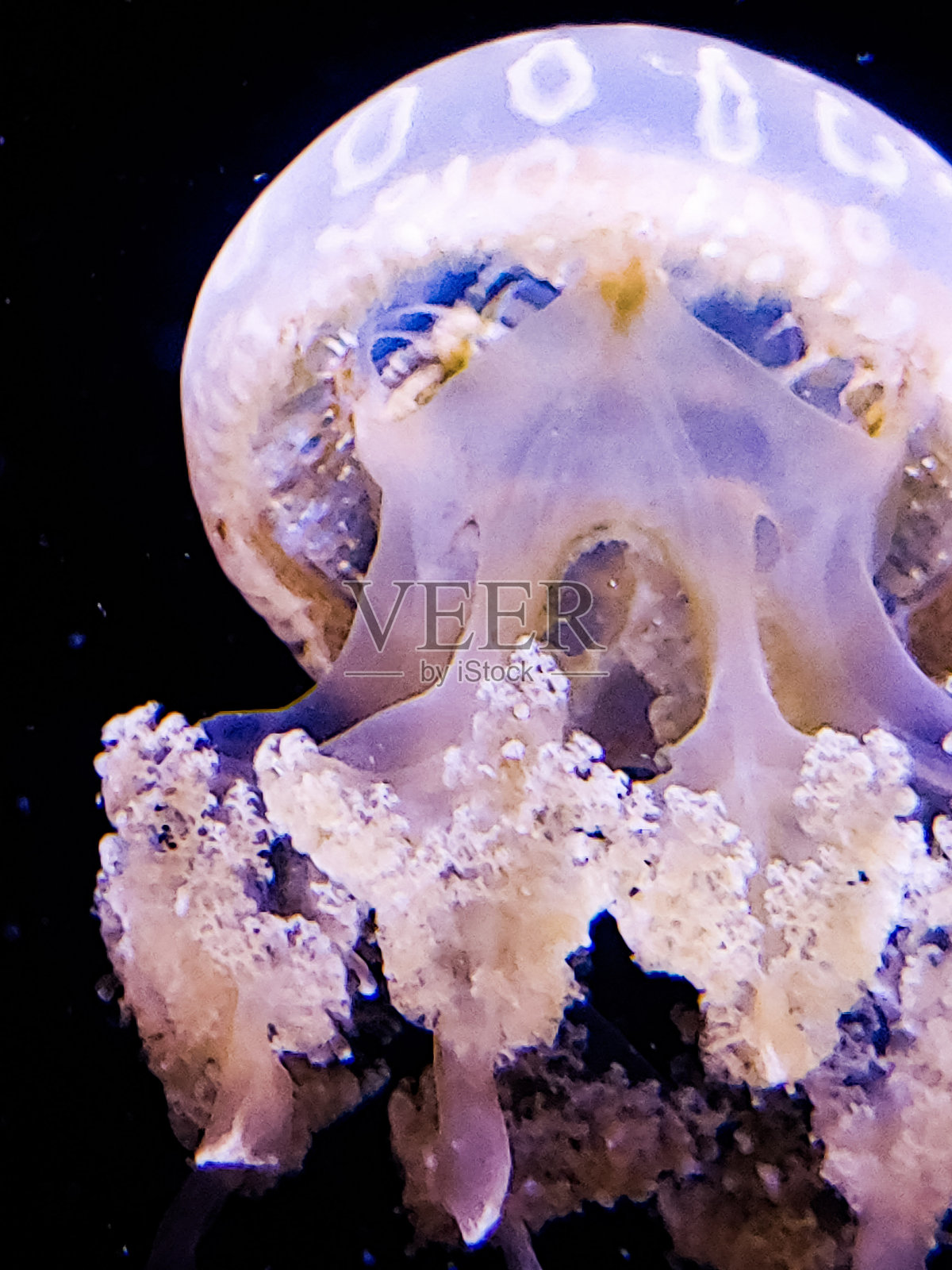 水生动物照片摄影图片