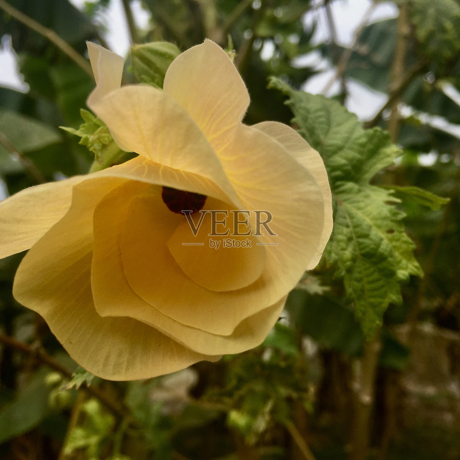 兴奋的绿色照片摄影图片