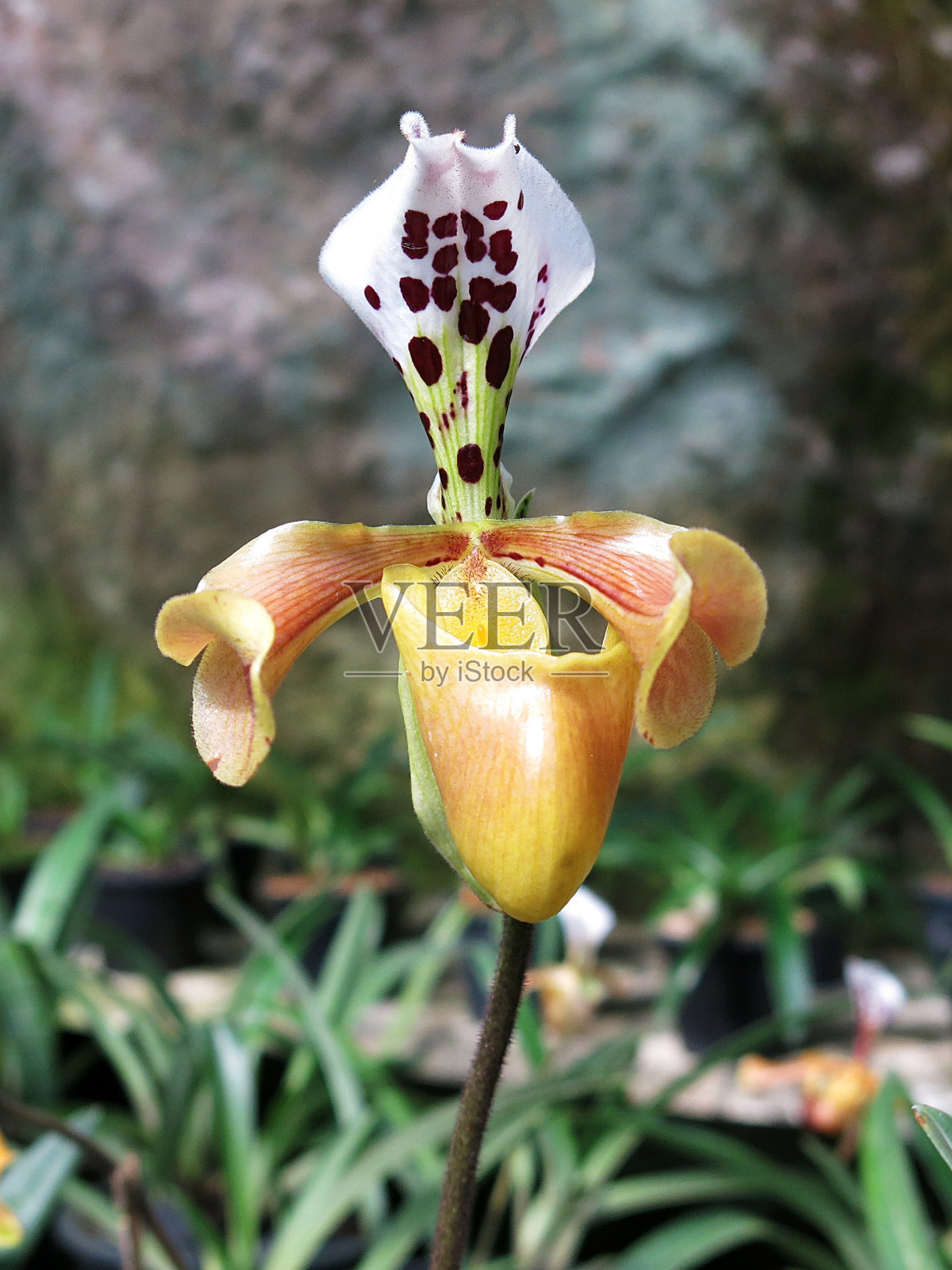 兜兰，泰国热带森林中美丽的兰花。照片摄影图片