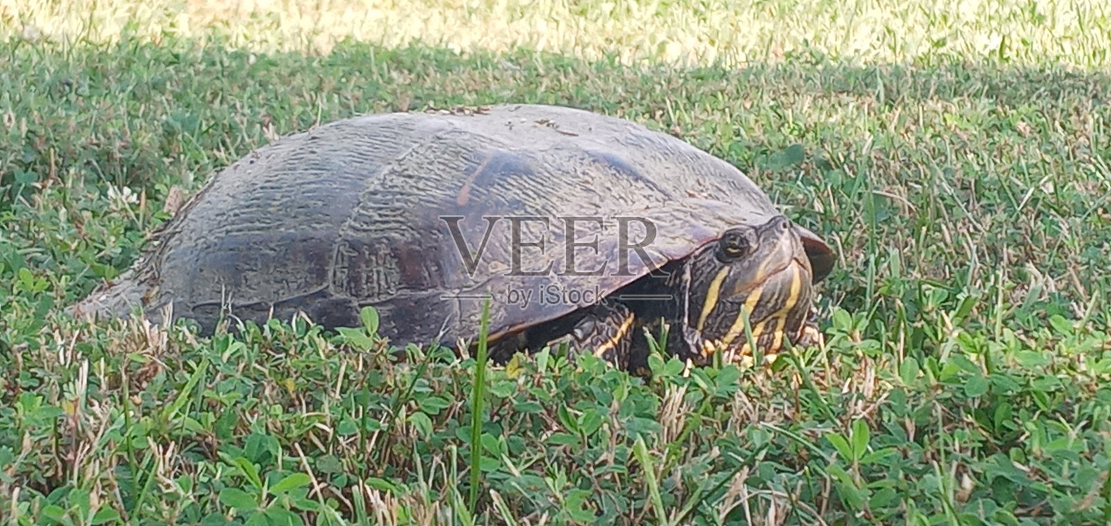 海龟照片摄影图片