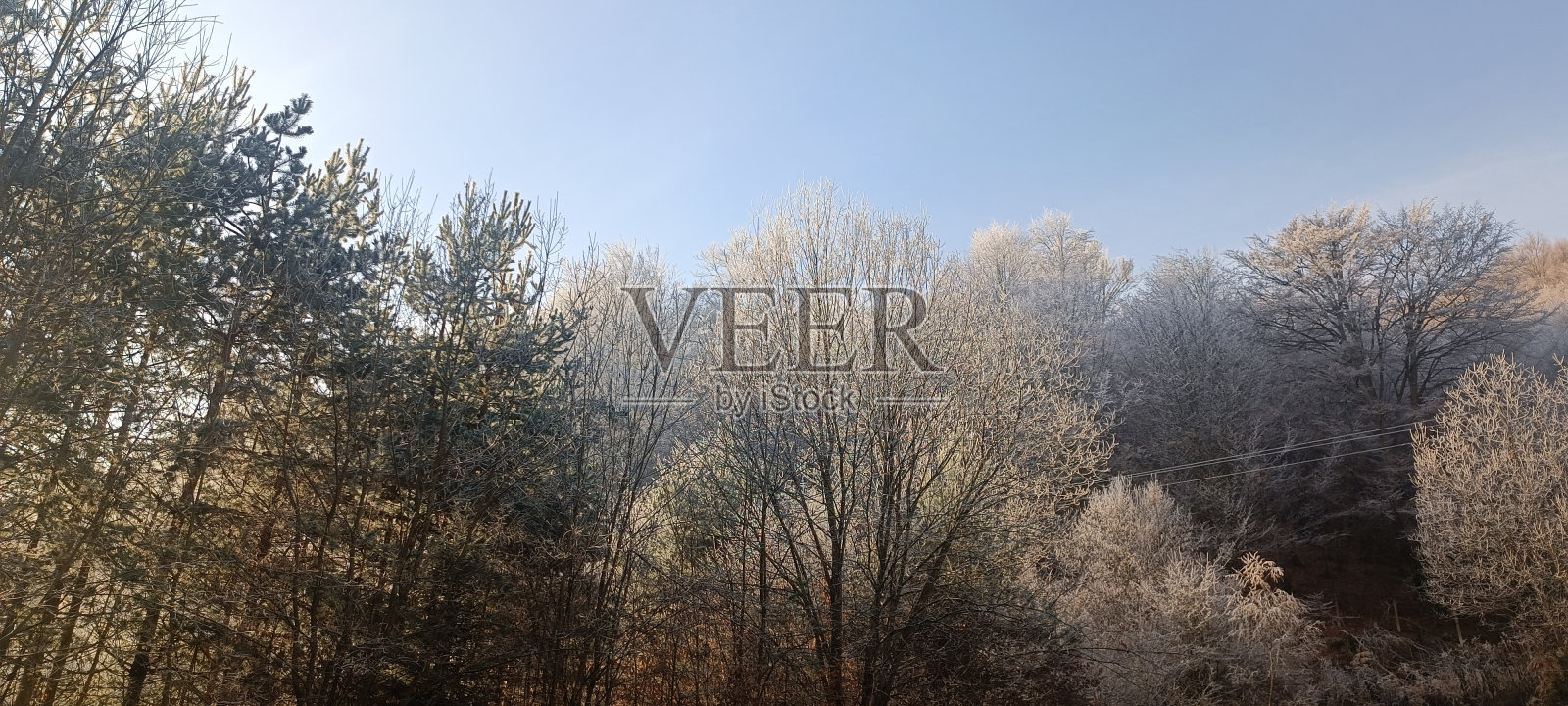 木照片摄影图片