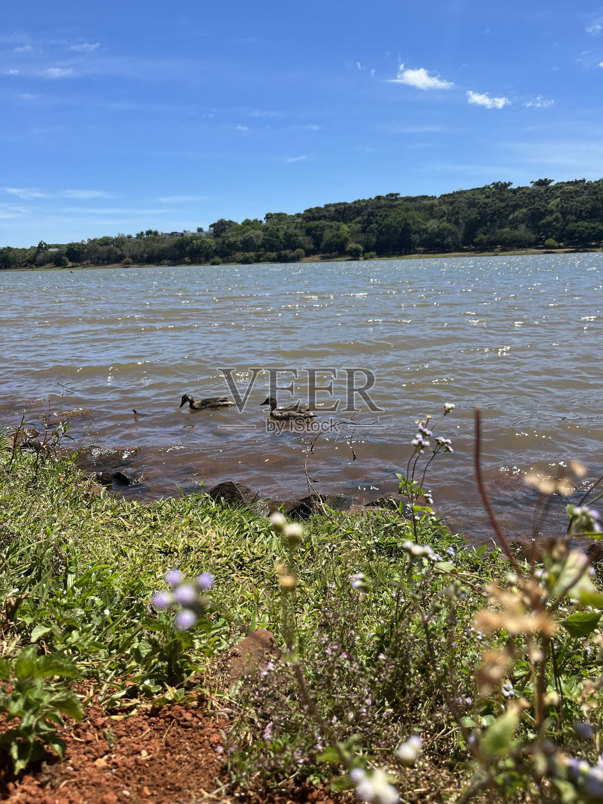 鸭子照片摄影图片