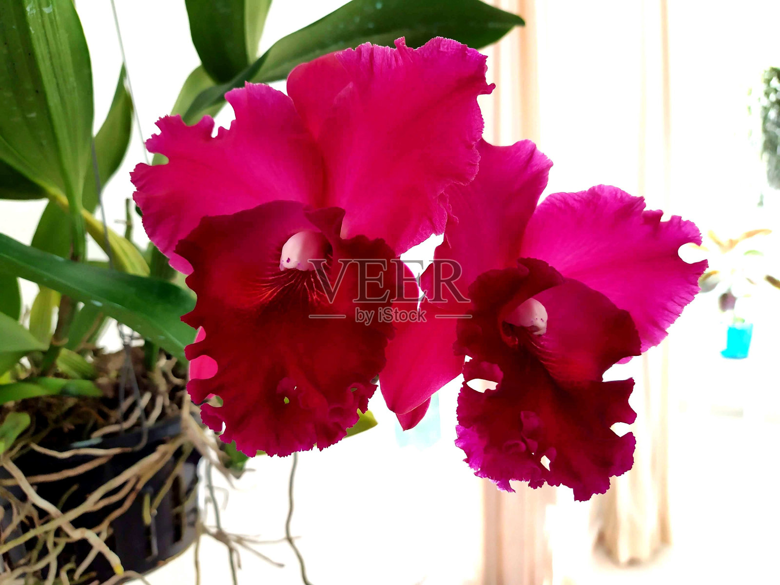 植物花兰科照片摄影图片