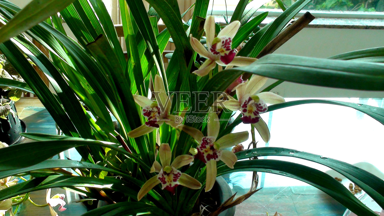 植物花兰科照片摄影图片