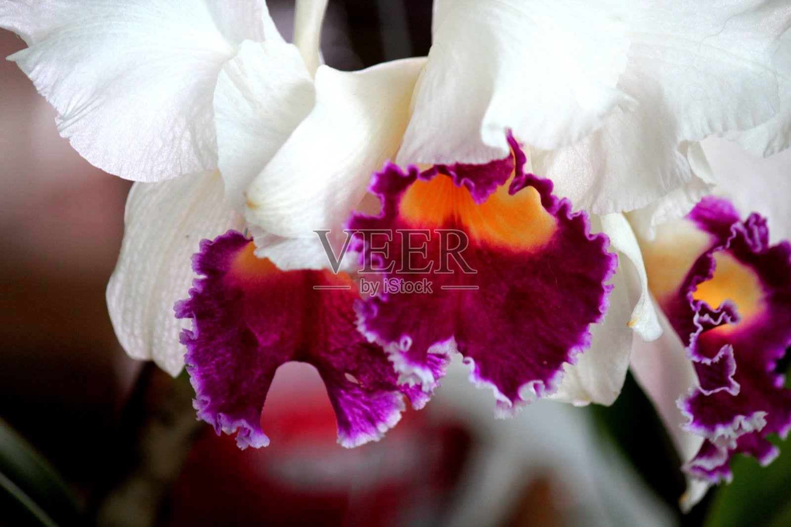 植物花兰科照片摄影图片