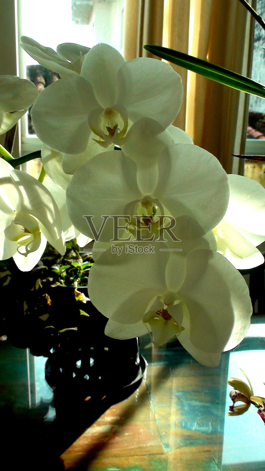 植物花兰科照片摄影图片