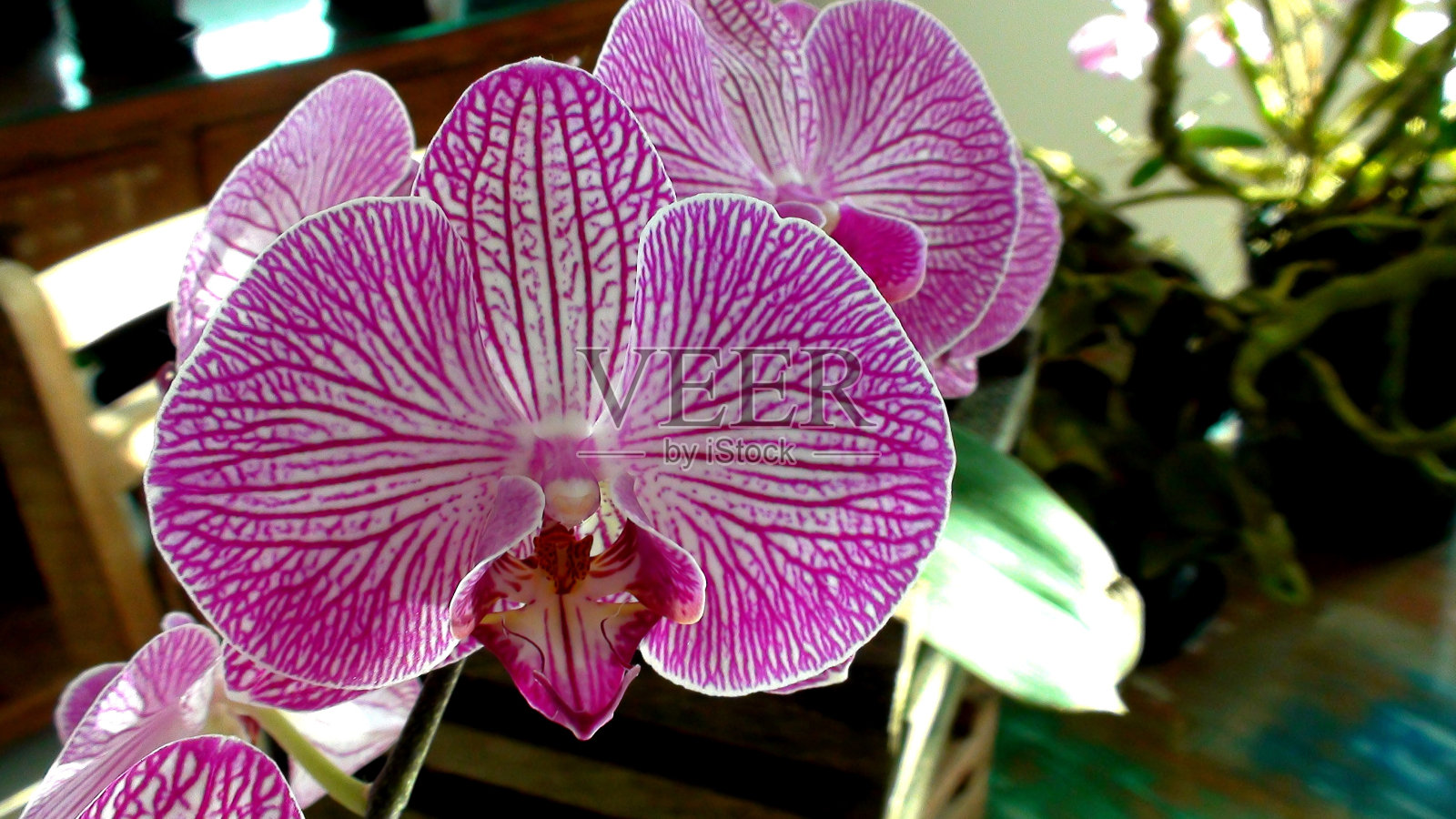 植物花兰科照片摄影图片