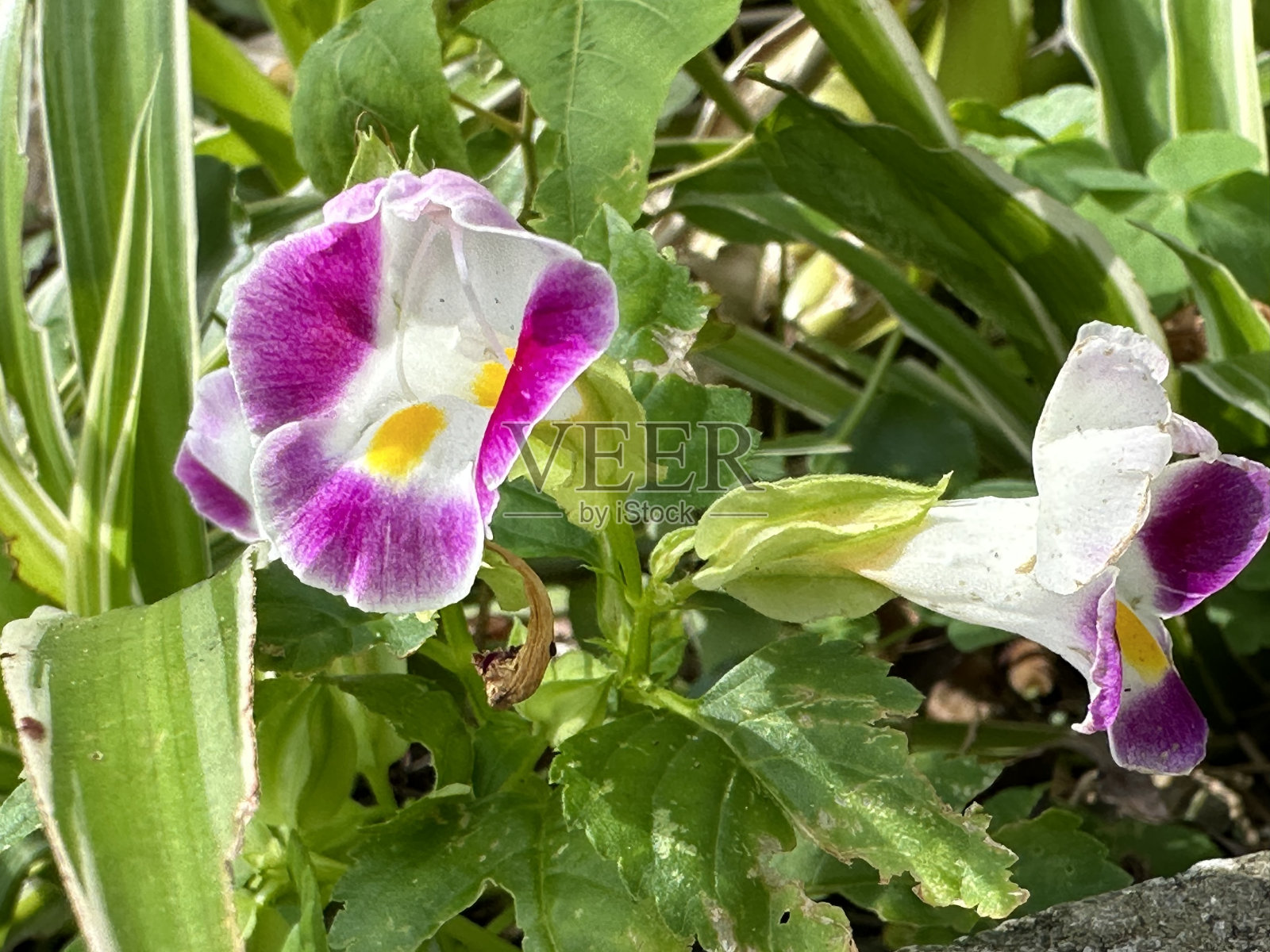 叉骨花照片摄影图片