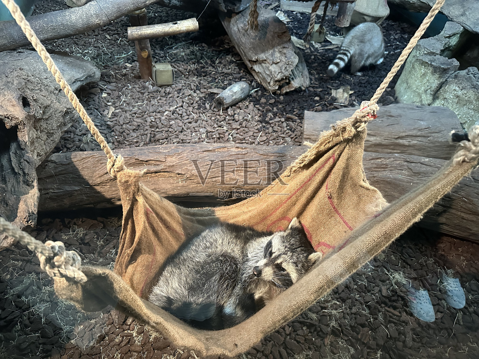 浣熊睡觉照片摄影图片