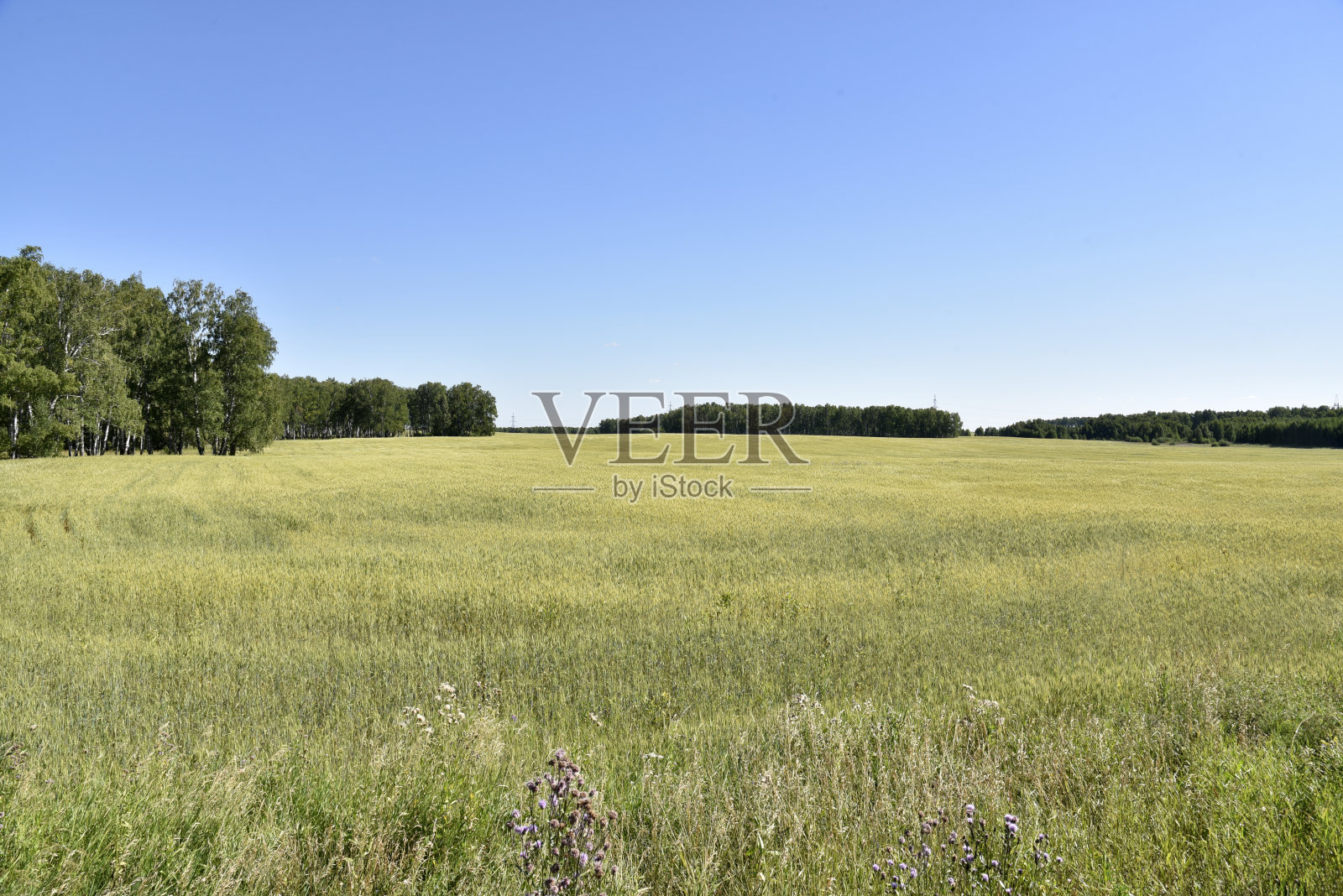 绿色的农田，秋天的麦穗。美丽的风景和一片谷物田。照片摄影图片