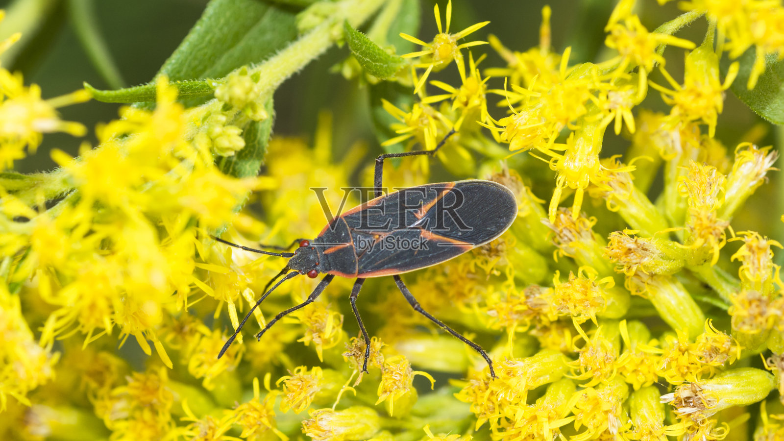 东方圆叶蜂(东方圆叶蜂属)，生长在金菊属植物上照片摄影图片