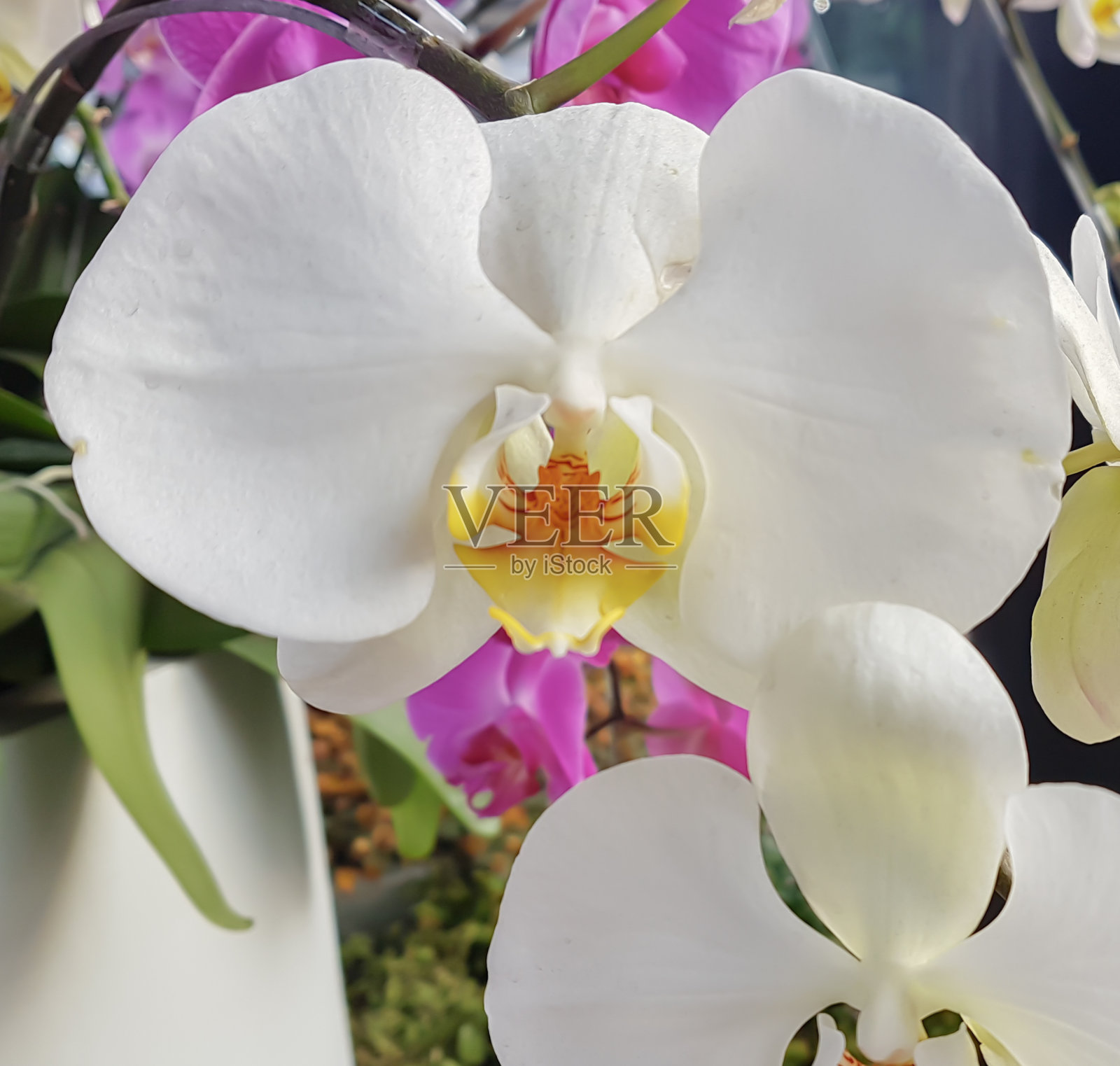 蝴蝶兰照片摄影图片