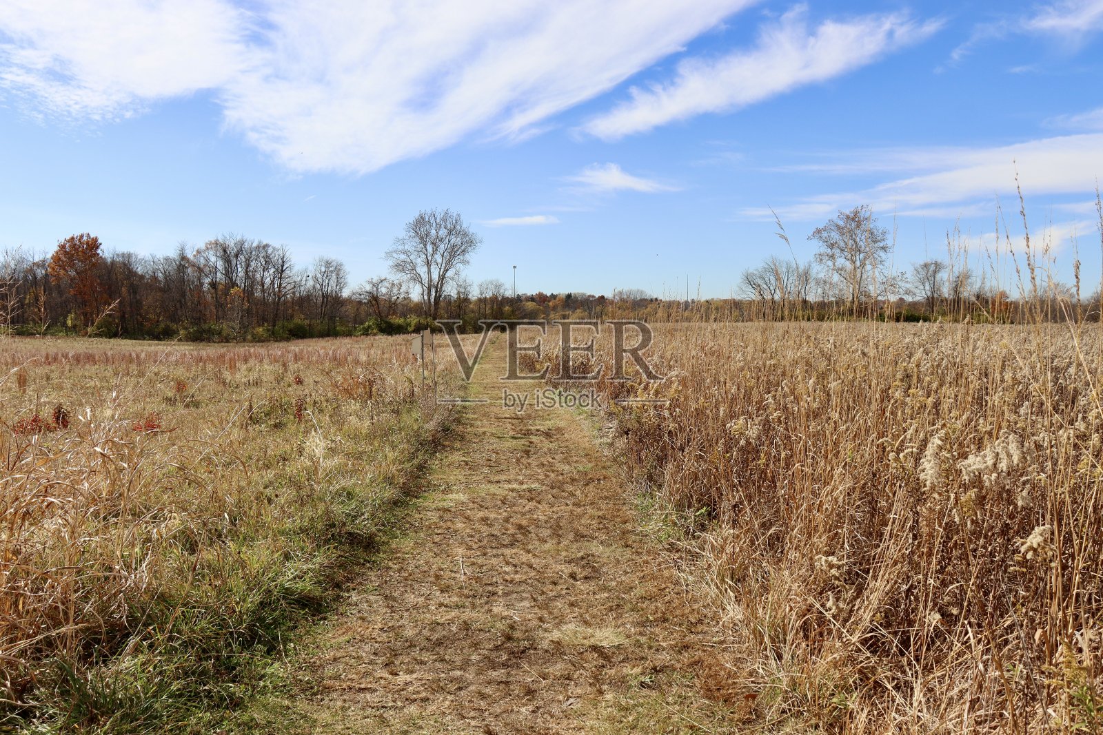 草路径照片摄影图片