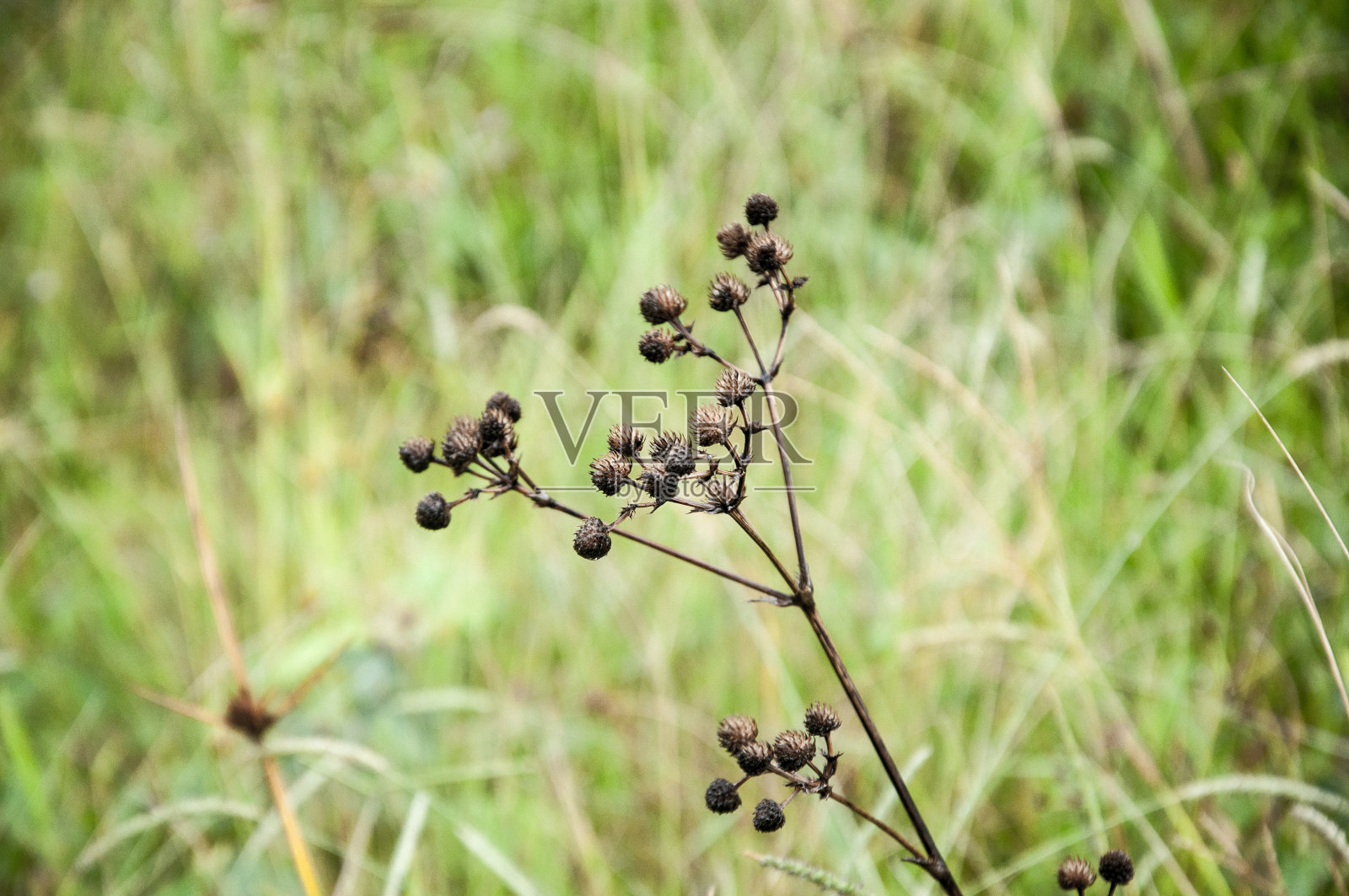 花园里有美丽的花照片摄影图片