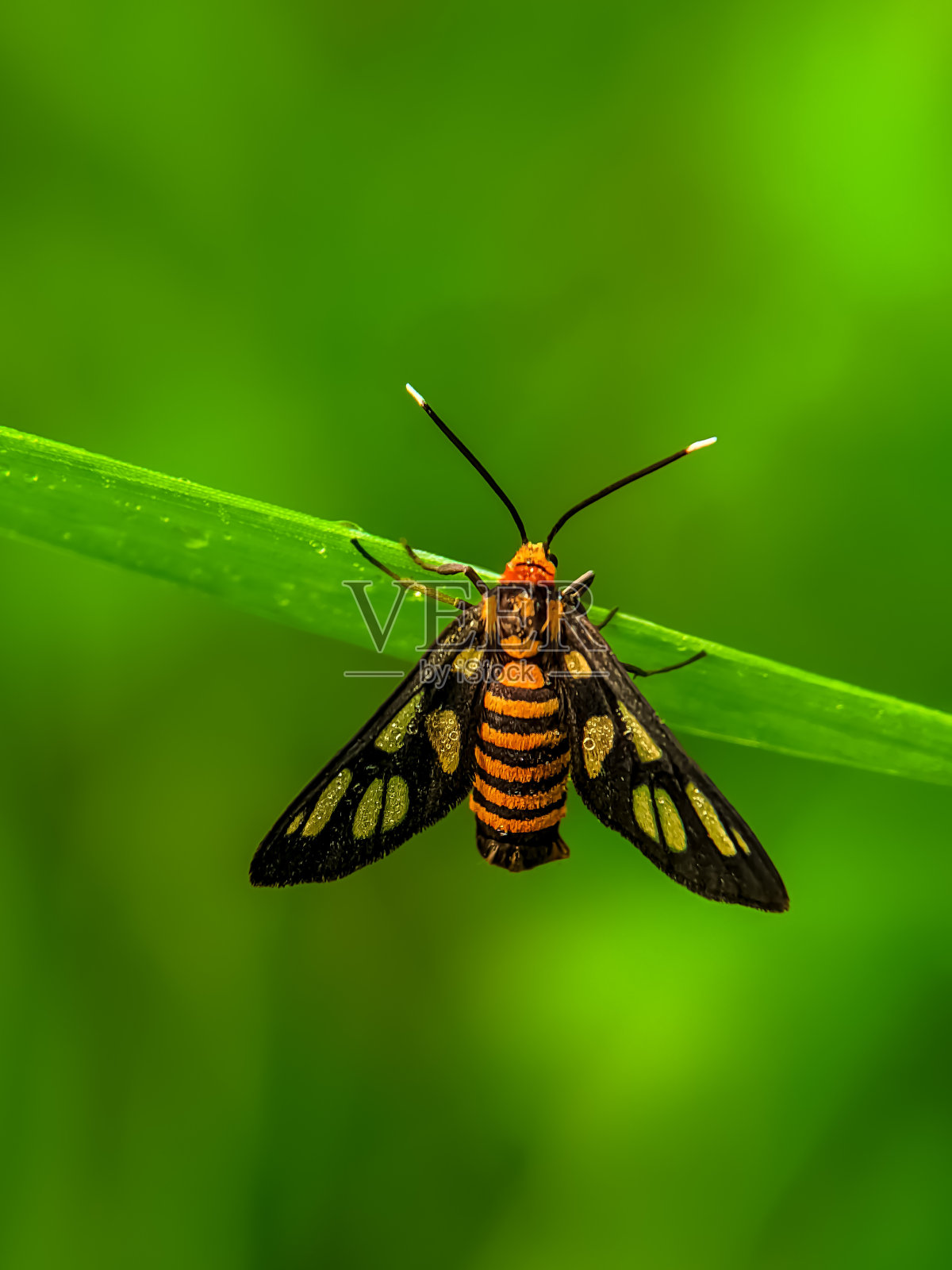 昆虫照片摄影图片