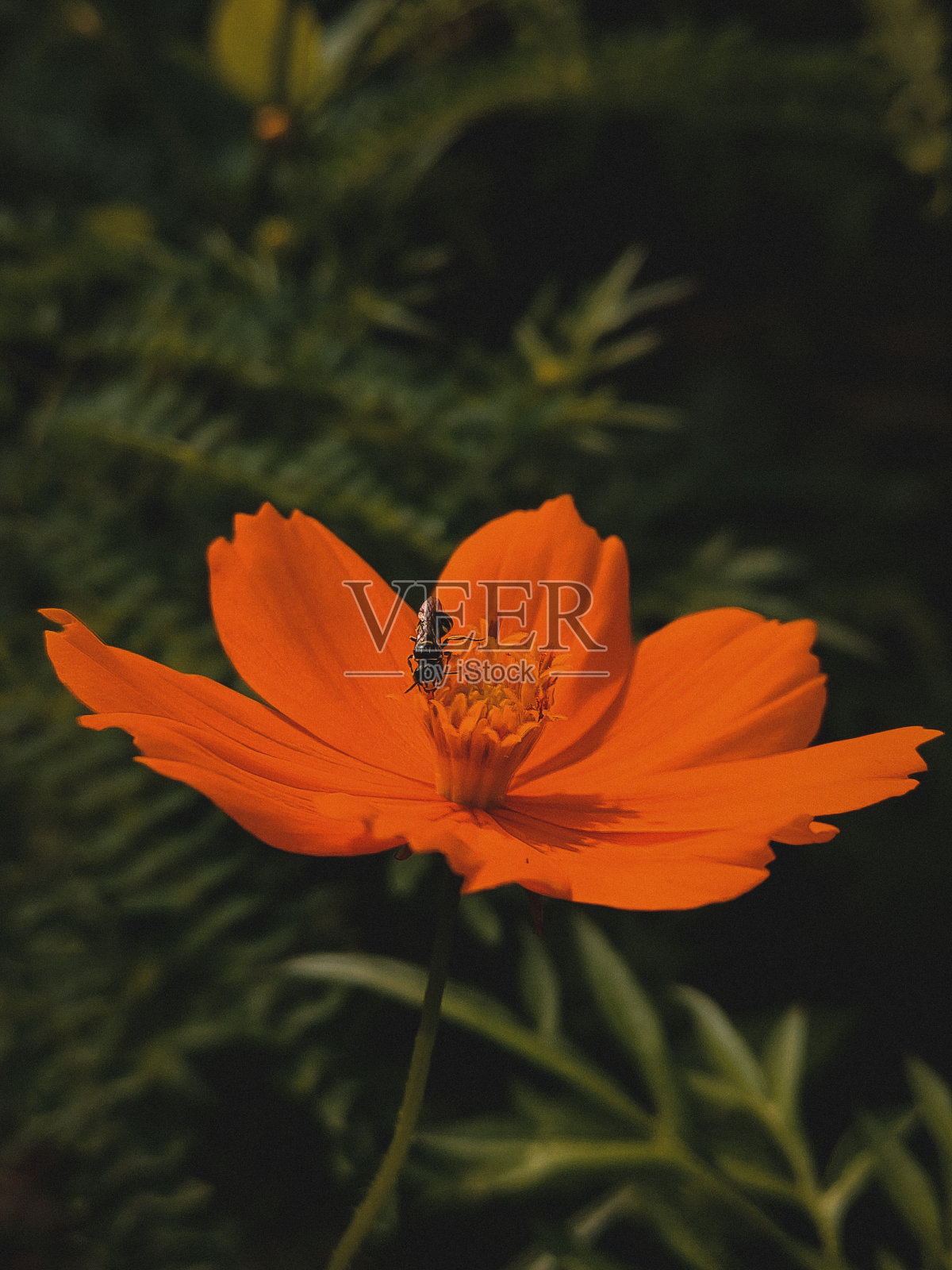 花照片摄影图片