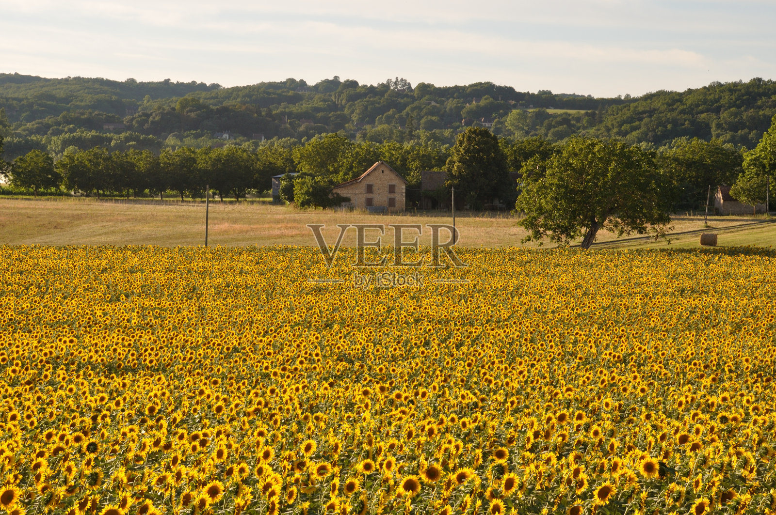 太阳花田照片摄影图片