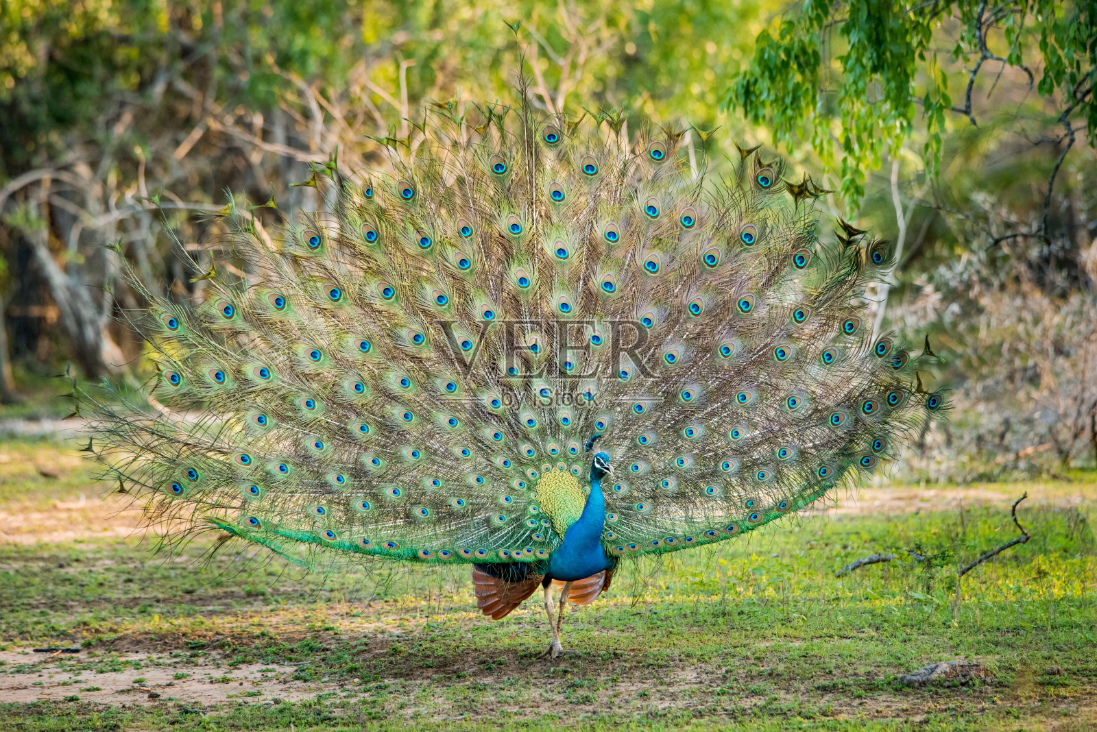 斯里兰卡雅拉国家公园里一只美丽的孔雀照片摄影图片