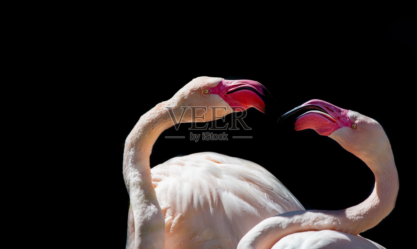 公园里选择性的火烈鸟照片摄影图片